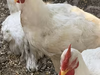 Chickens — foto 7