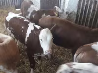 Banteng, Cattle — foto 4