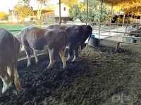 วัวตัวเมีย, Simmental cattle — รูปภาพ 6