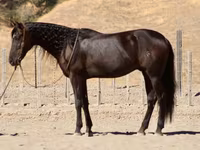雄馬, Friesian — 写真 1