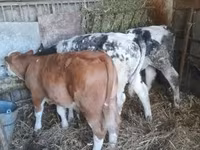 Lembu jantan, Belgian Blue — foto 3