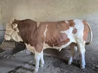 گاو نر, Simmental cattle — عکس 2