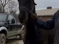 Cavallo, Black Sea breed — foto 2