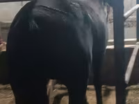 Էգ ձի, Budyonny horse — լուսանկար 3