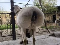 Beran, Blackheaded Persian sheep — foto 6
