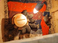 King-vagtel — foto 6