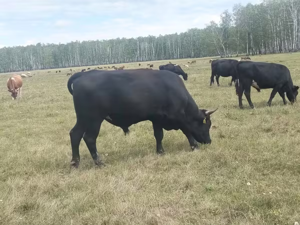 Toro, Aberdeen Angus