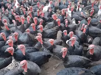 Turkeys — foto 1
