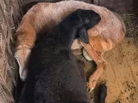 قوچ, Arashan sheep — عکس 7