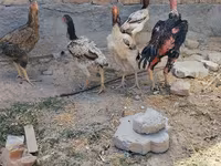 Ayam Cemani — picha 2