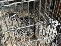 Quails — zdjęcie 2