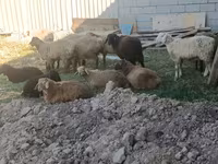 Kambing betina, Sheep — foto 2