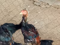Chickens — 사진 1