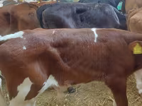 سانڈ, Simmental cattle — تصویر 5
