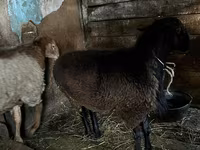 แกะตัวผู้, Rhon sheep — รูปภาพ 4