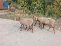Får, Arashan sheep — foto 3