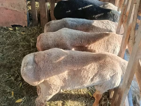 Montone, Edilbay sheep