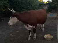 Cow, Cattle — photo 3