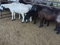 Biri-biri (lot, jantina tidak dinyatakan), Sheep — foto 1