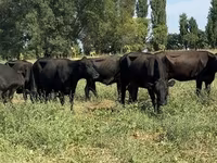 Vaca, Aberdeen-Angus — foto 7