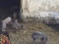 خوک (گروه، جنسیت مشخص نشده), Вьетнамская вислобрюхая — عکس 6