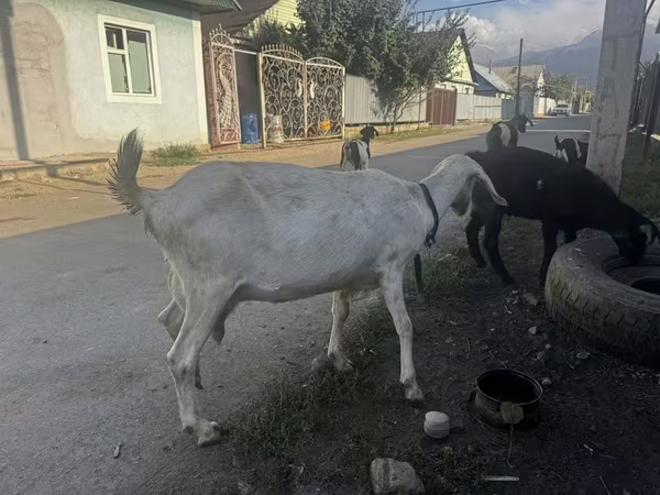 Koza, Nubian Goat