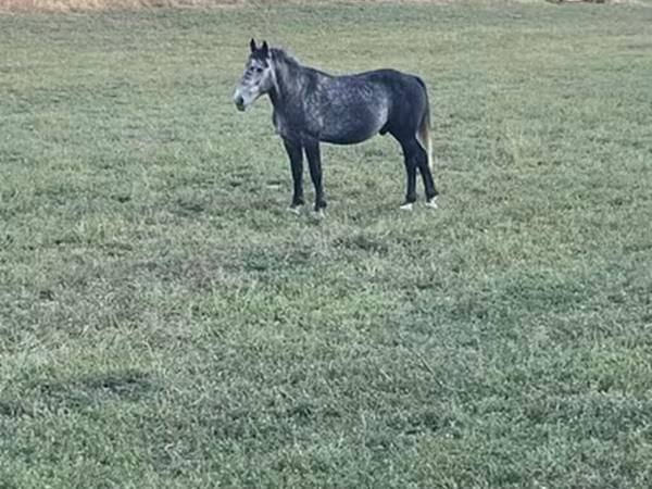 گھوڑا, Percheron