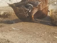 Ducks — zdjęcie 3