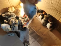 Chickens — تصویر 1