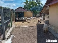 Vædder, Dorper sheep — foto 1