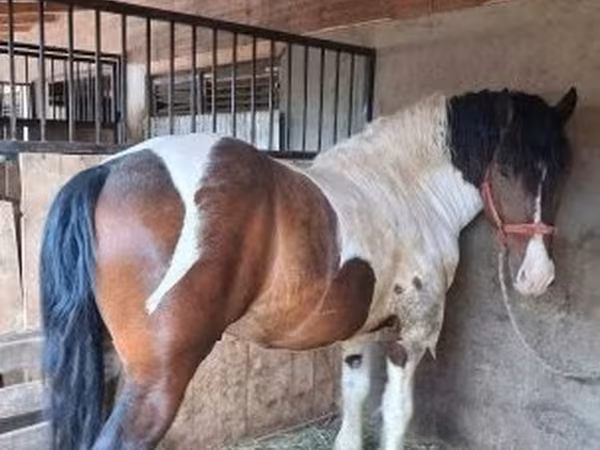 Pastuv, Gypsy horse