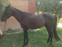 Faras, Anglo-Arabian — sawirka 2