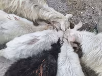 Capră, Capre — foto 6