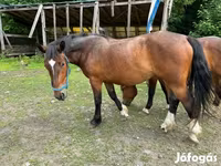 Kısrak, Međimurje horse — foto 3