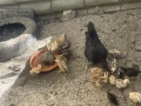 Chickens — عکس 5
