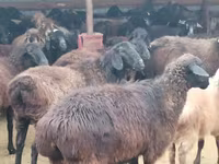 قوچ, گوسفند — عکس 3