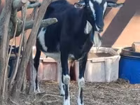 Echki, Toggenburg goat — 3-rasm
