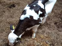 ላም, Russian Black pied cattle — ፎቶ 3