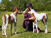 Ngựa đực, American shetland pony — ảnh 1
