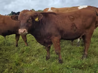 Vaca, Aberdeen-Angus — foto 3