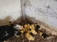 Ducks — عکس 3