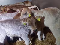گاو نر, Simmental cattle — عکس 4