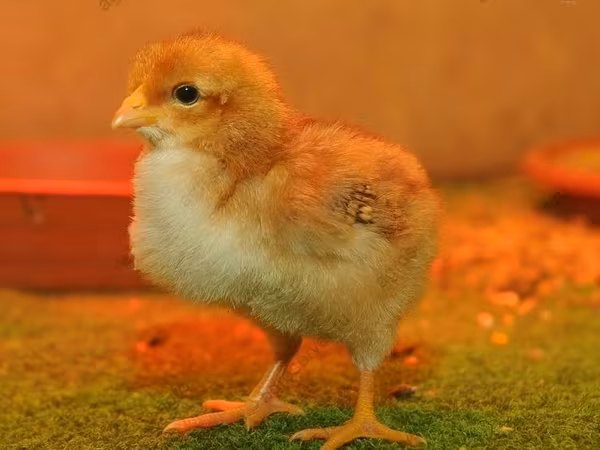 Chickens