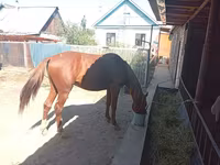Hingst, Thoroughbred horse — foto 1