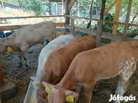 گاو و گوساله (گروه، جنسیت مشخص نشده), Simmental cattle — عکس 4