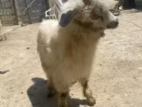 Kambing betina, Angora goats — foto 3