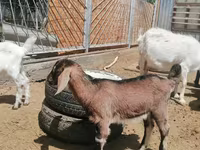 Ziege, Alpine goat — Foto 7