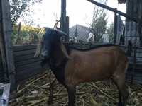 숫염소, Nubian Goat — 사진 3