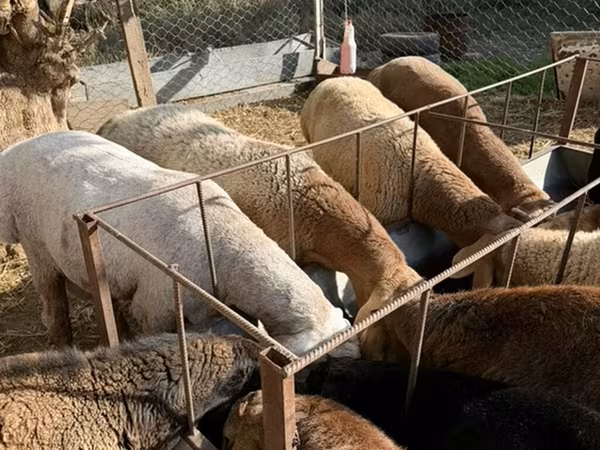 كبش, Arashan sheep