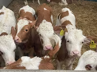 Bovine (lot, sex nespecificat), Russian Black pied cattle — foto 7